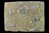 Seven Species of Crinoids on One Plate - Crawfordsville, Indiana #135632-1